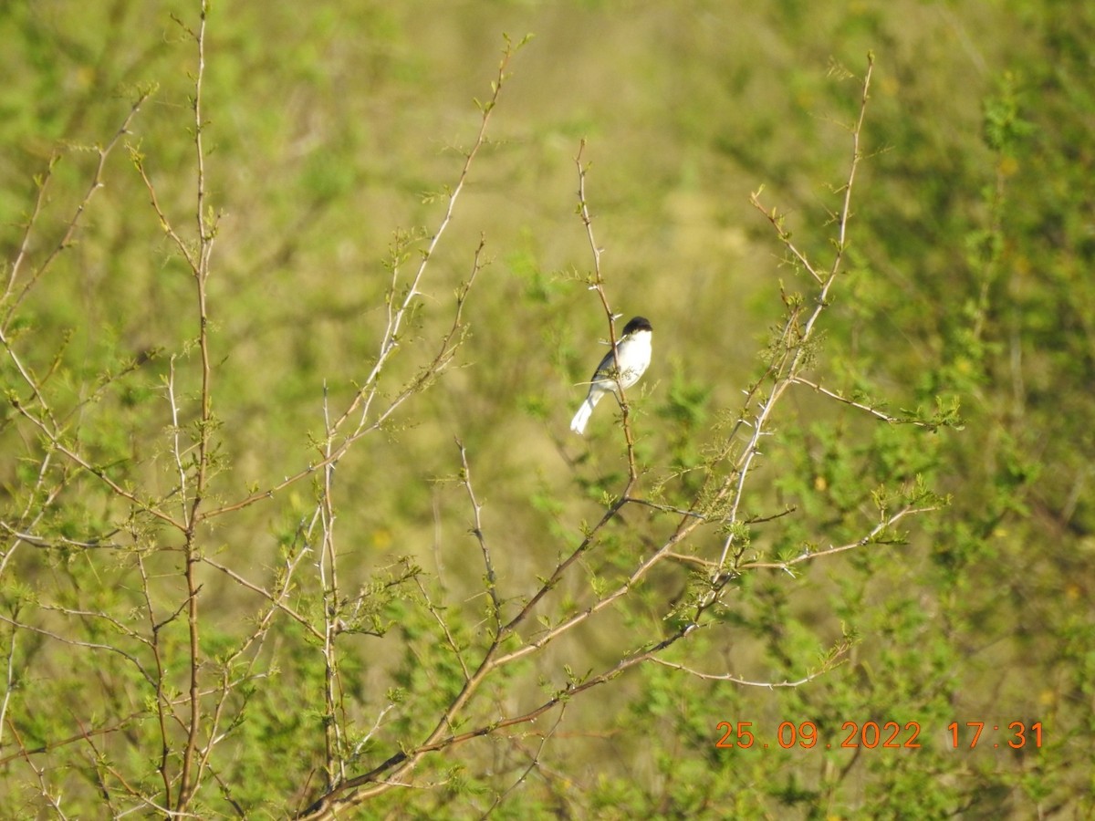 Black-capped Warbling Finch - ML488008651