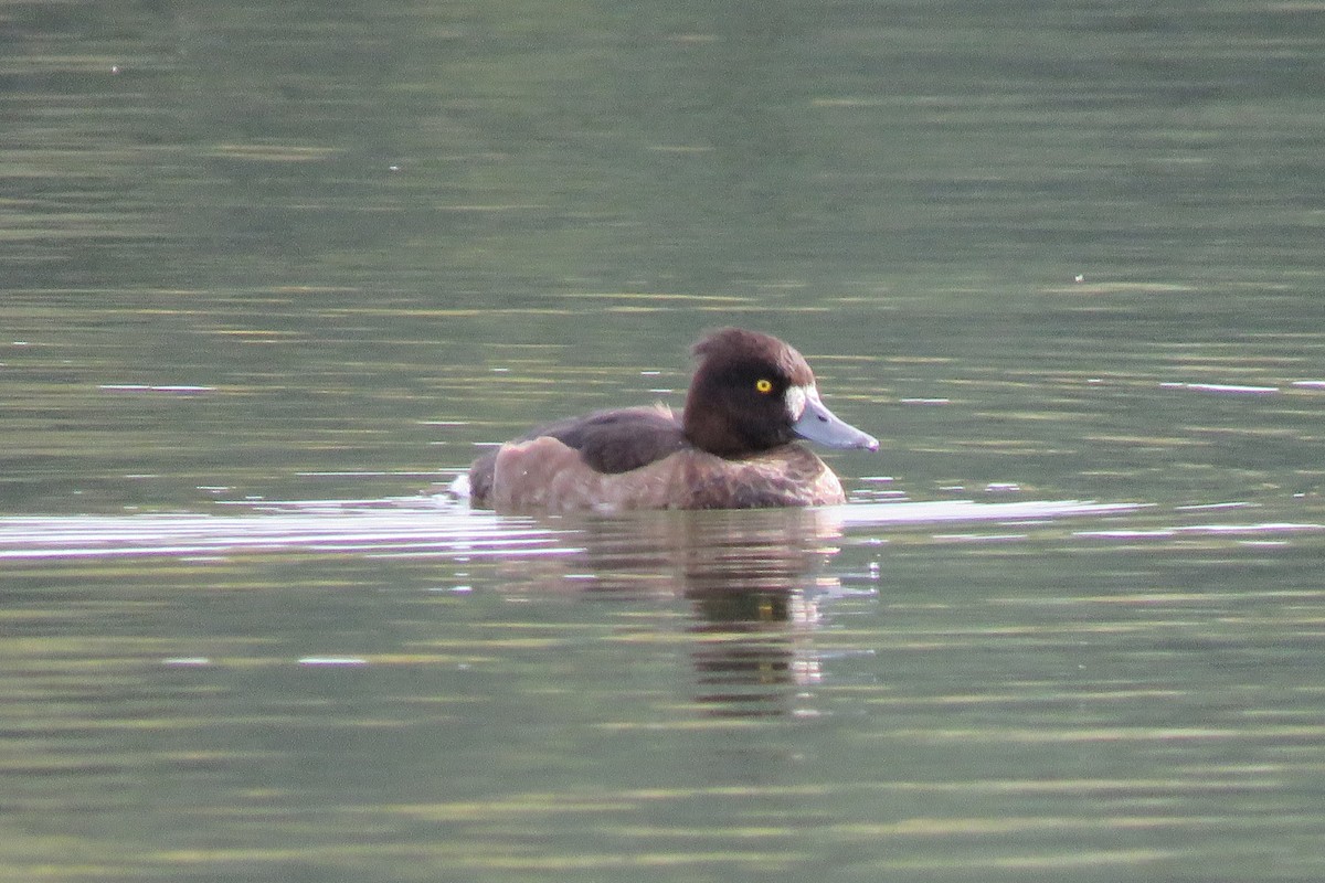 Tufted Duck - ML488011921