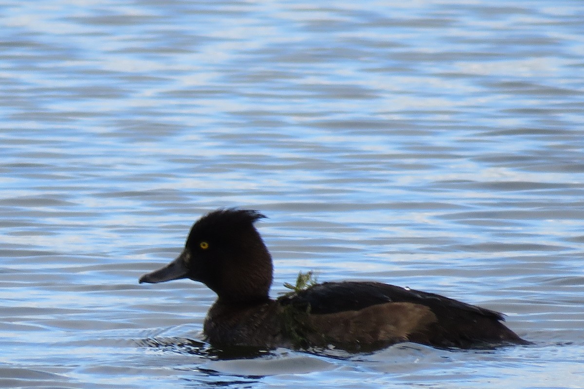 Tufted Duck - ML488012011