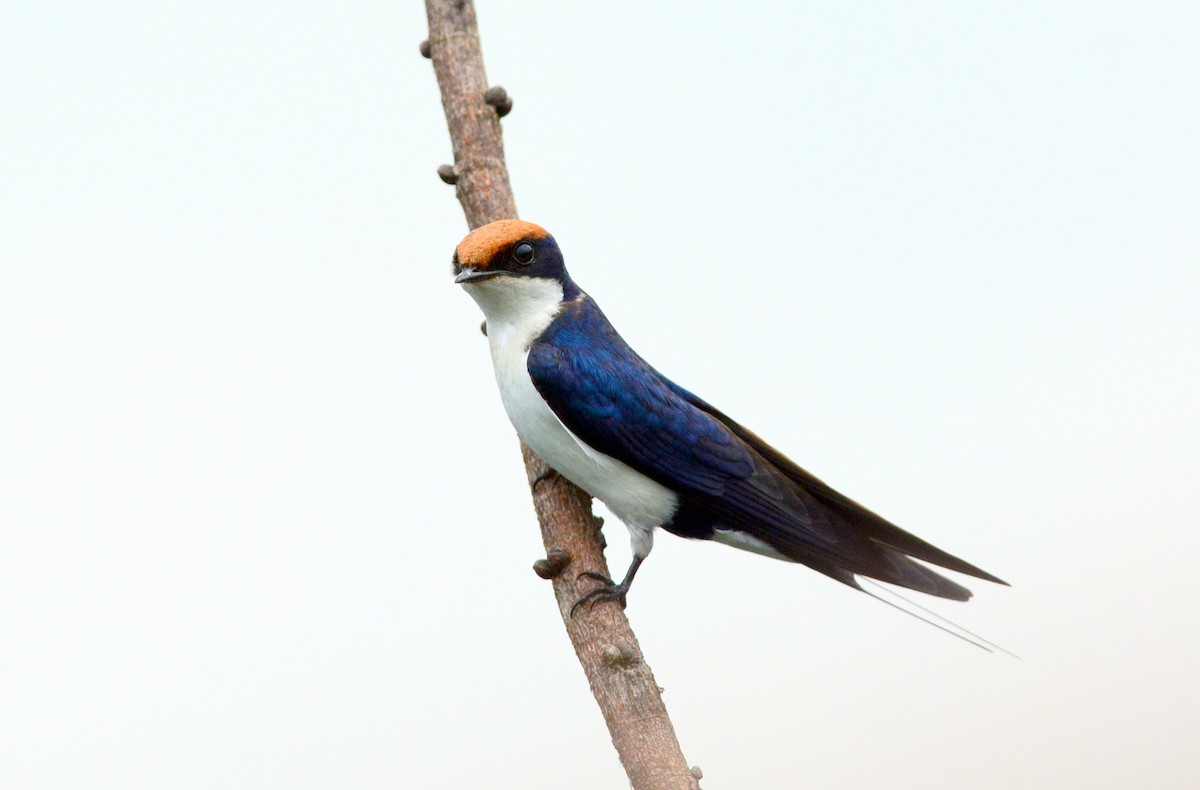 Wire-tailed Swallow - ML488014911