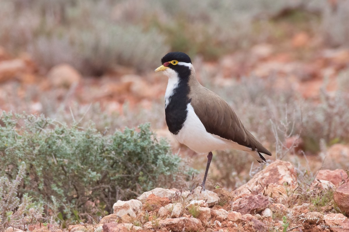 Banded Lapwing - ML488015041