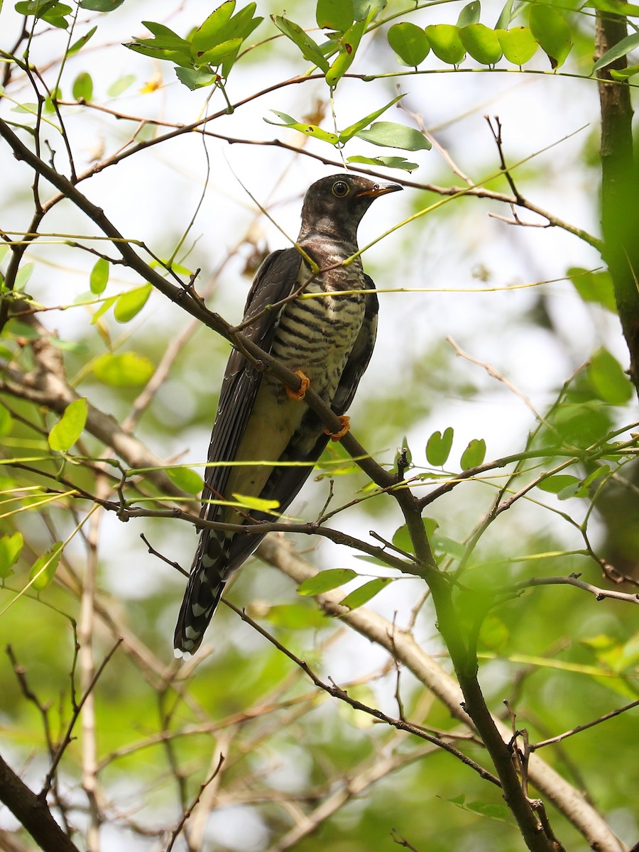 cuckoo sp. (Cuculidae sp.) - ML488016081