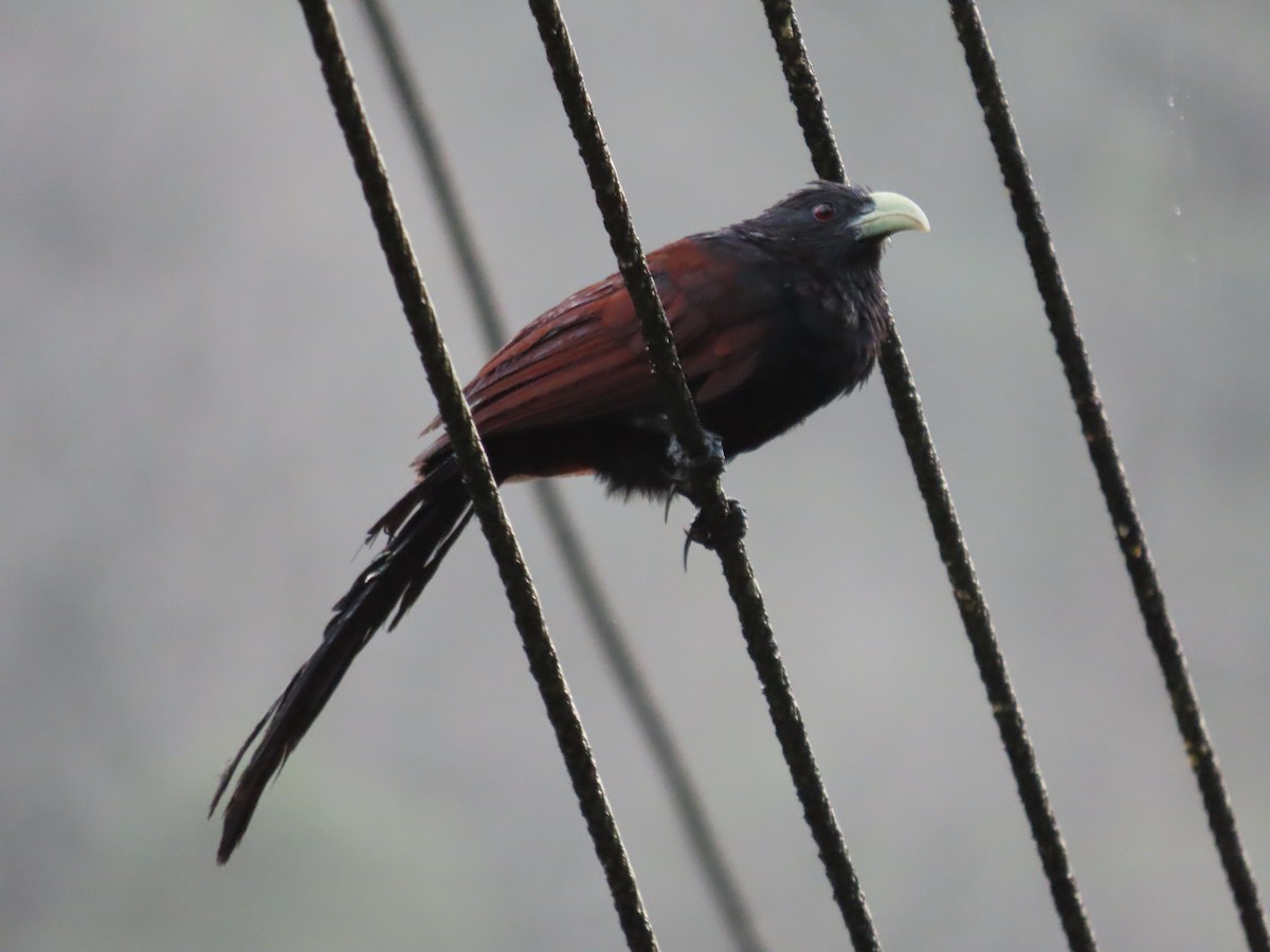 Green-billed Coucal - ML488017451