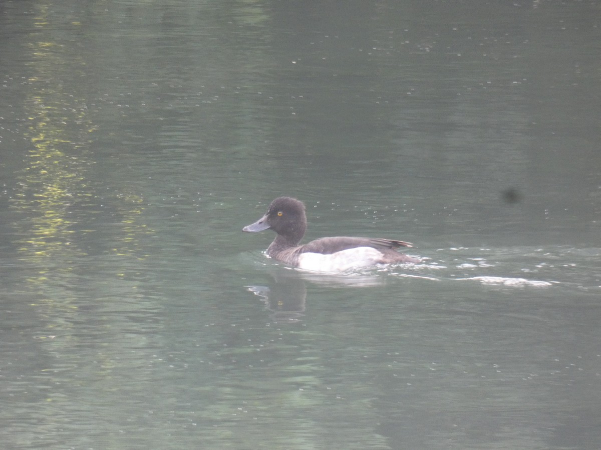 Tufted Duck - ML488018771