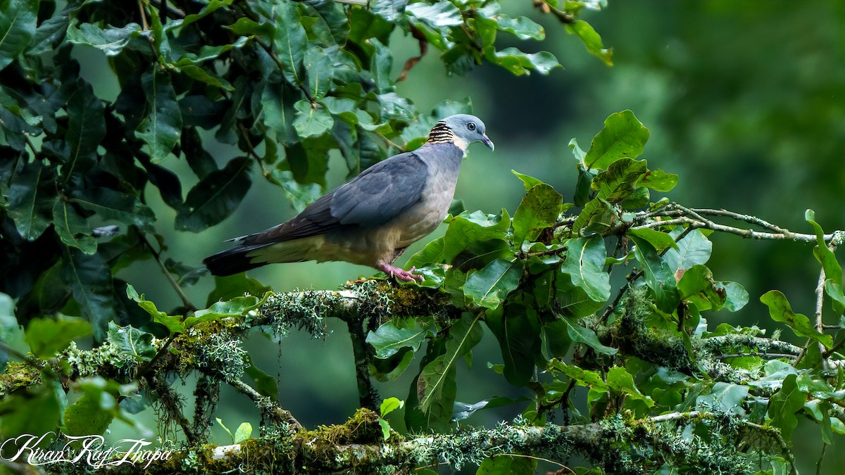 Ashy Wood-Pigeon - Kiranraj Thapa