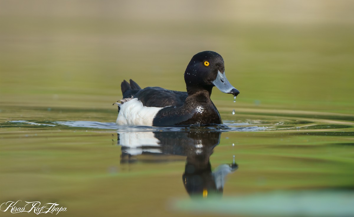 Tufted Duck - ML488020511