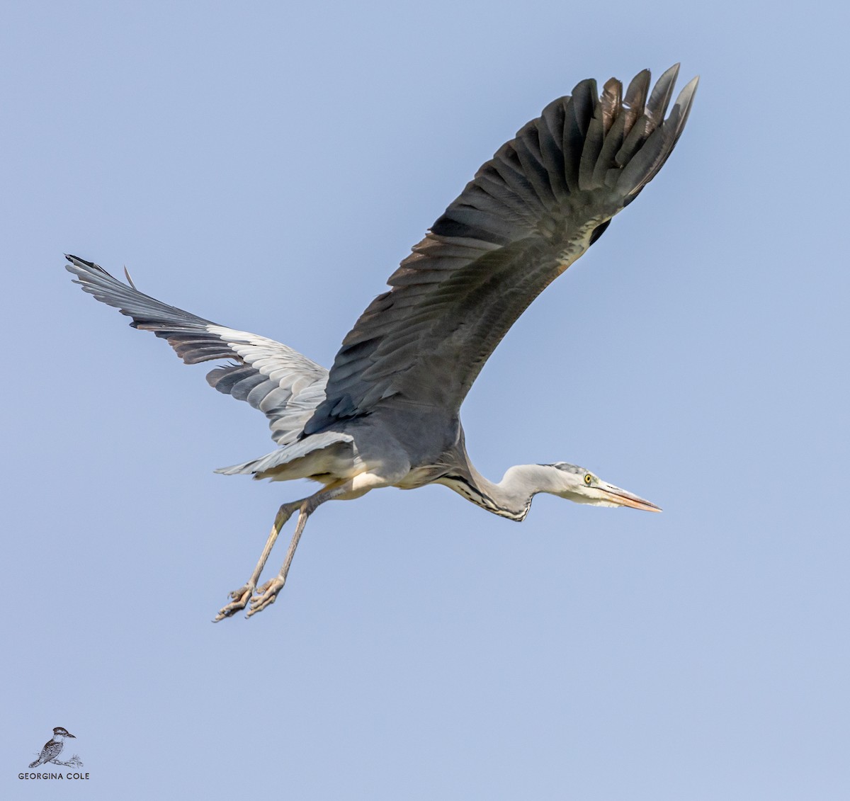 eBird Checklist 27 Sep 2022 El Gouna Park (Fish Farm) 5 species