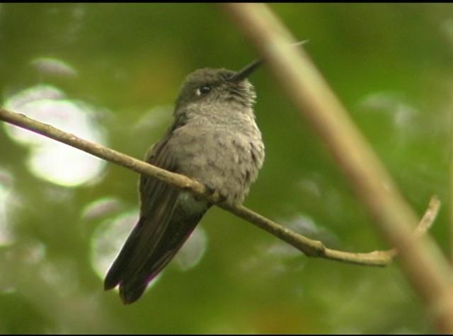Sombre Hummingbird - ML488022