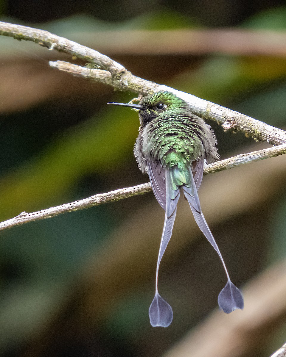 White-booted Racket-tail - ML488022281