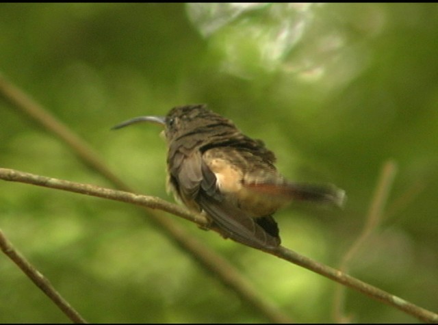 Rufous-breasted Hermit - ML488023