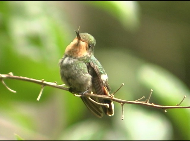 Frilled Coquette - ML488024