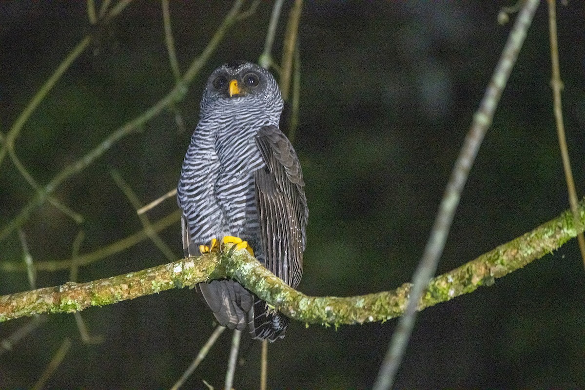 Black-banded Owl - ML488024381