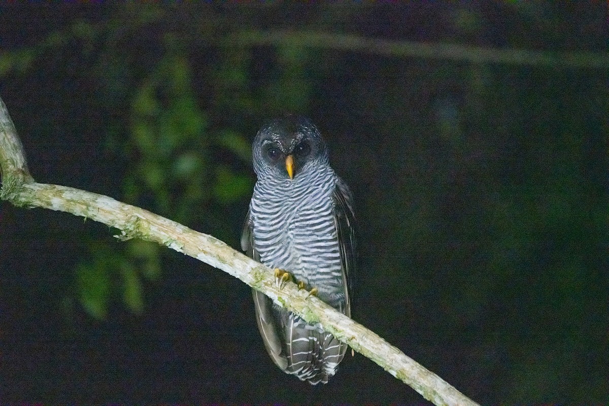 Black-banded Owl - Raúl  Guáqueta