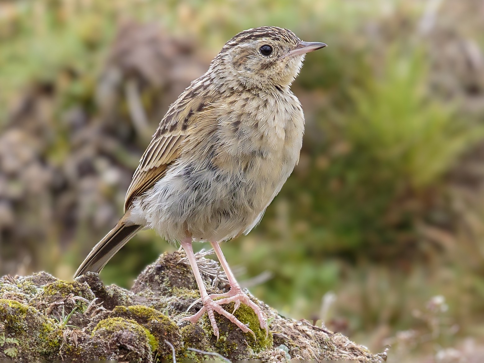 Puna Pipit - Bradley Hacker 🦜