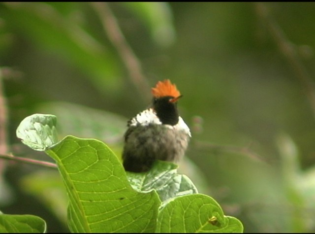 Frilled Coquette - ML488029