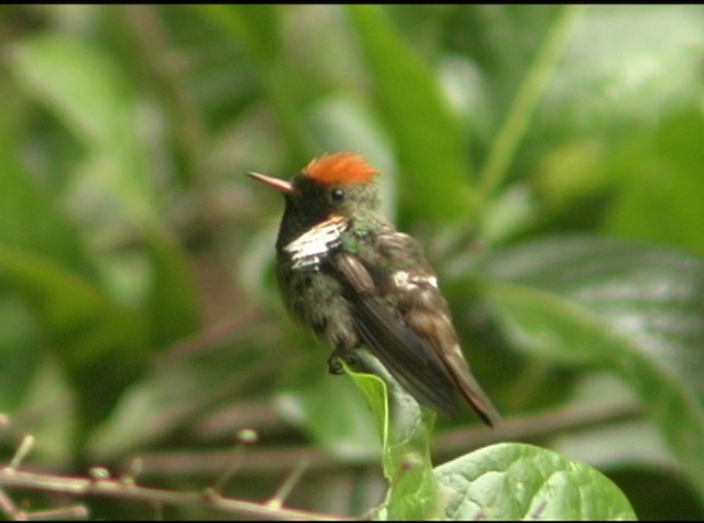 Frilled Coquette - ML488030