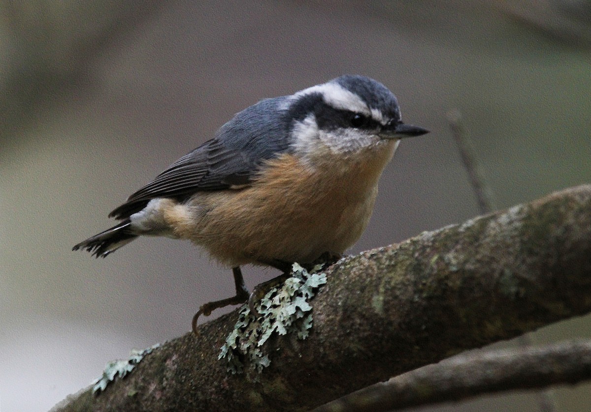 Red-breasted Nuthatch - ML488030161