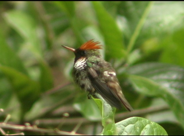 Frilled Coquette - ML488031