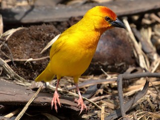 Adult male - Michael Ortner - ML488031081