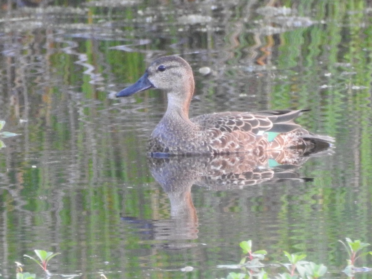 Green-winged Teal - ML488031911