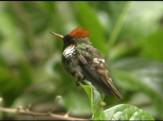 Frilled Coquette - ML488032
