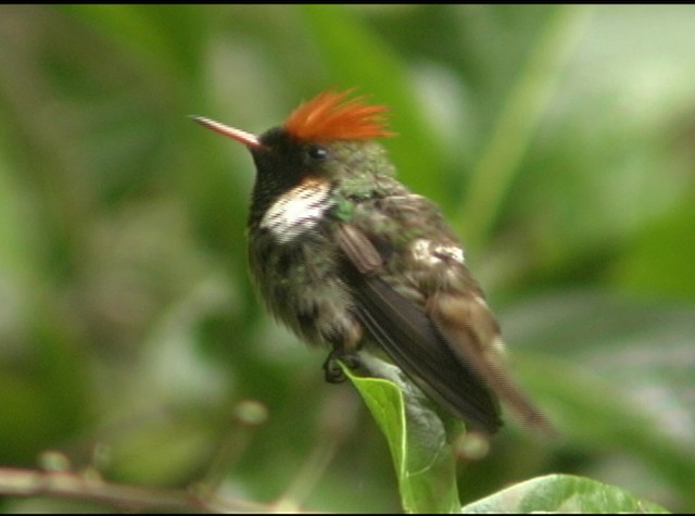 Frilled Coquette - ML488033