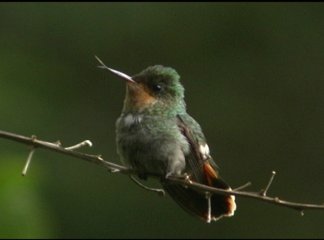 Frilled Coquette - ML488034