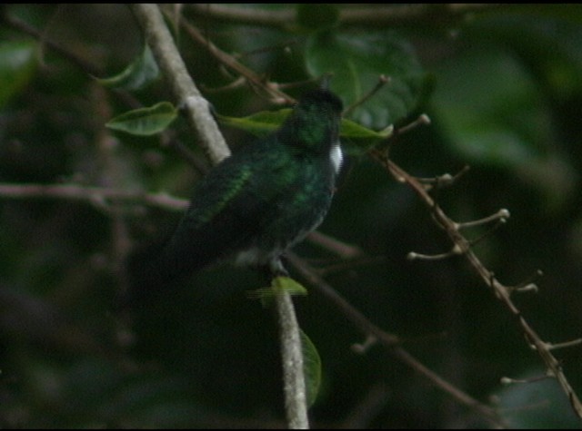 kolibřík límcový - ML488035