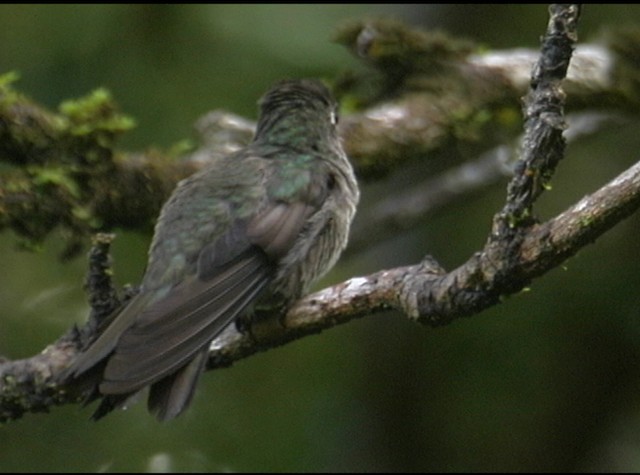 Sombre Hummingbird - ML488036