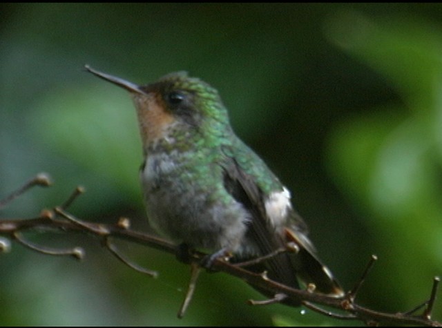 Frilled Coquette - ML488037