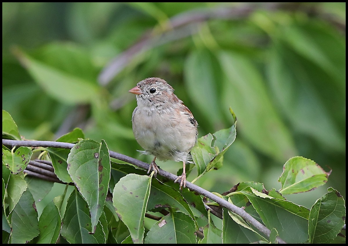 Field Sparrow - ML488038691