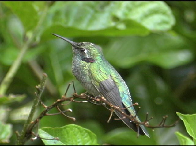 kolibřík ametystouchý - ML488039