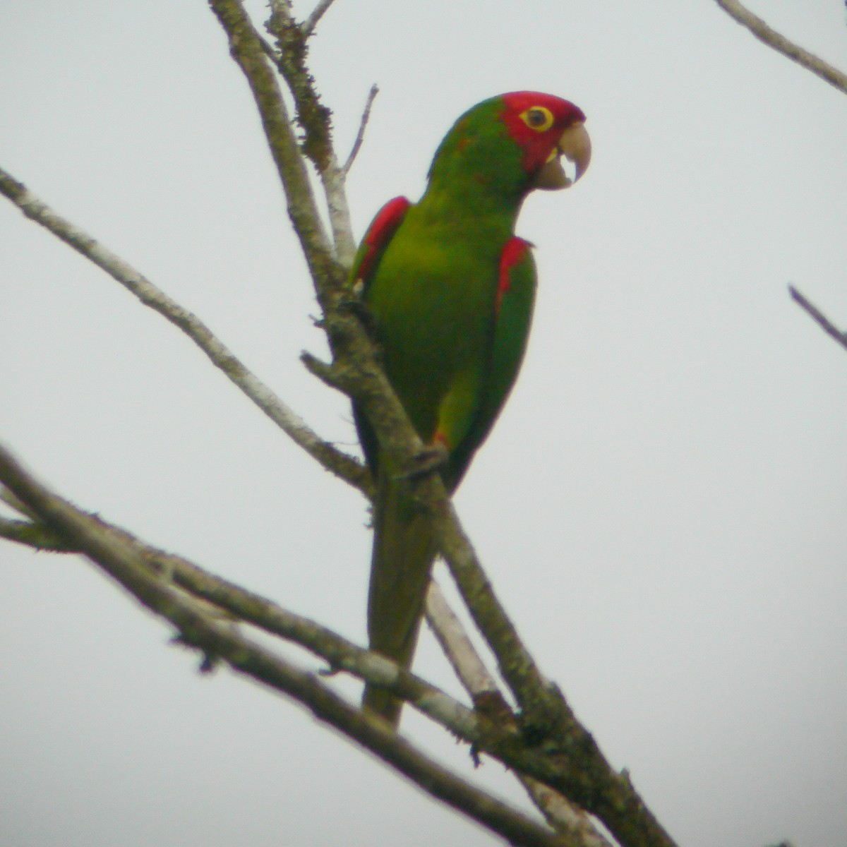 Guayaquil Papağanı - ML488041951