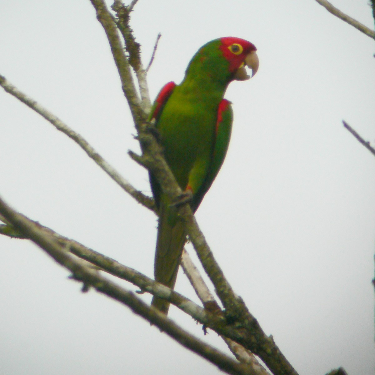 Guayaquil Papağanı - ML488041961