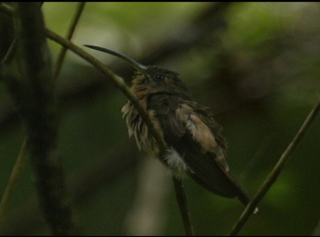 Rufous-breasted Hermit - ML488047