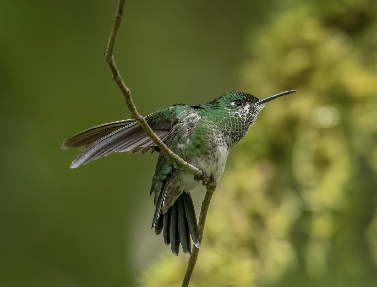 Green-crowned Brilliant - ML488047231