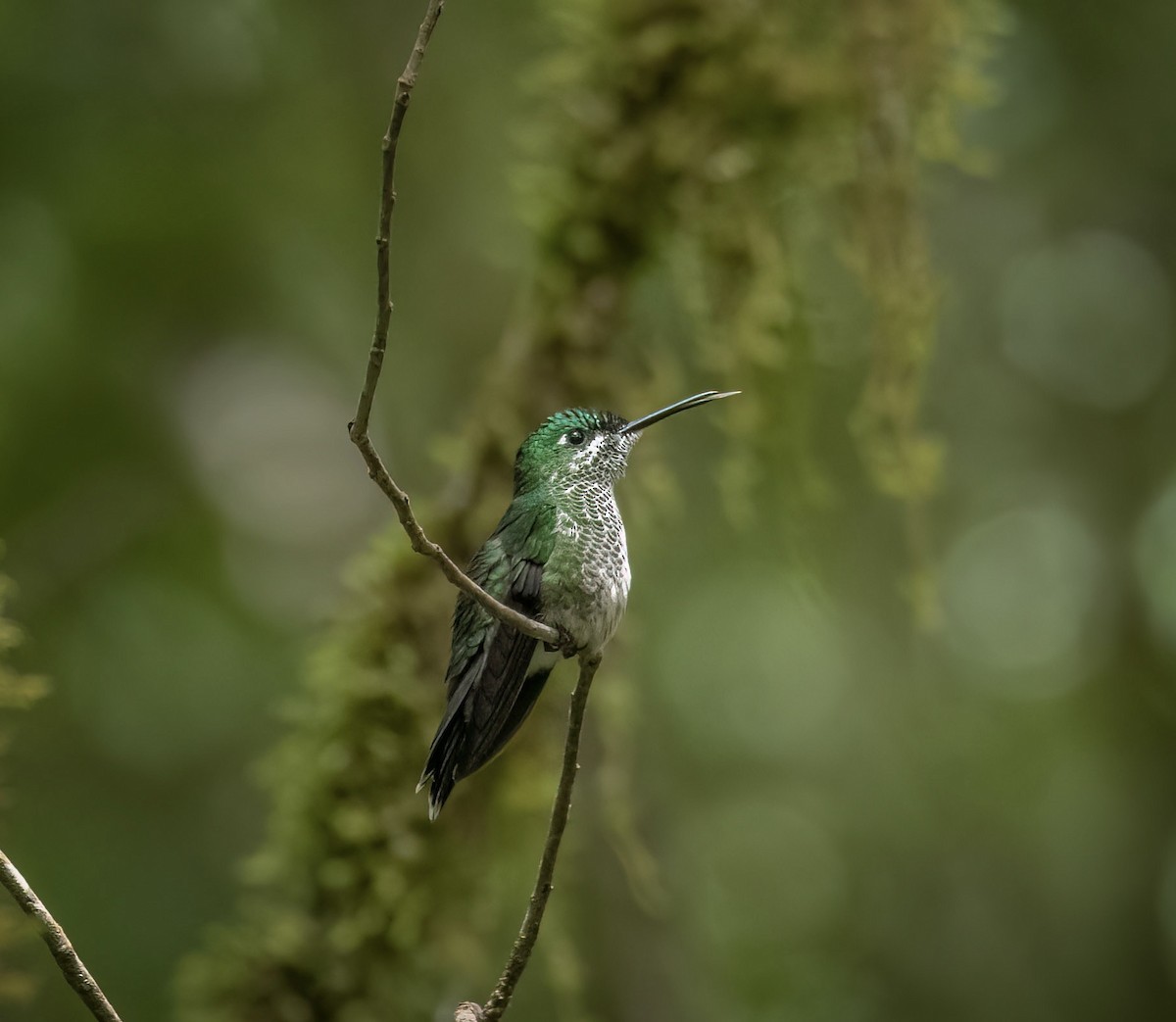 Green-crowned Brilliant - ML488047491