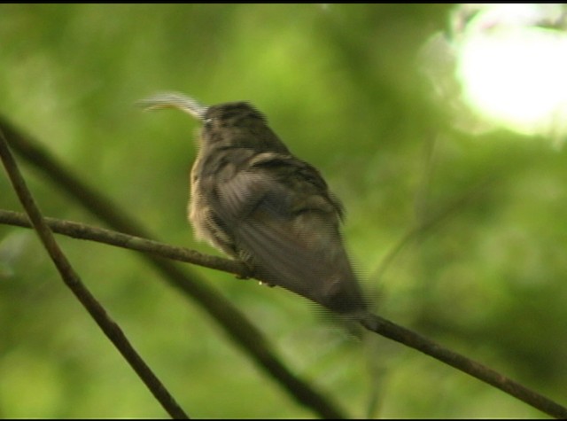 kolibřík ryšavoocasý - ML488048