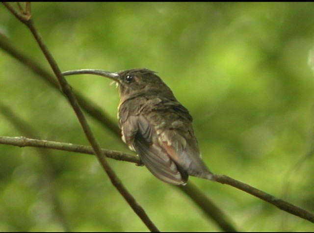 Rufous-breasted Hermit - ML488049