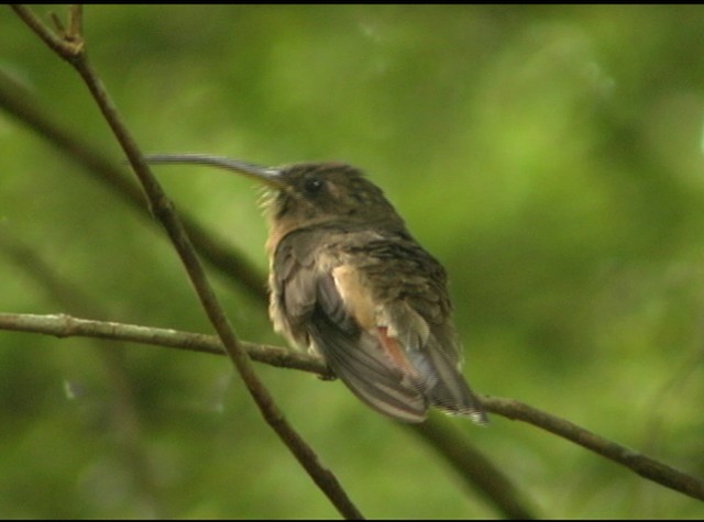 Rufous-breasted Hermit - ML488050