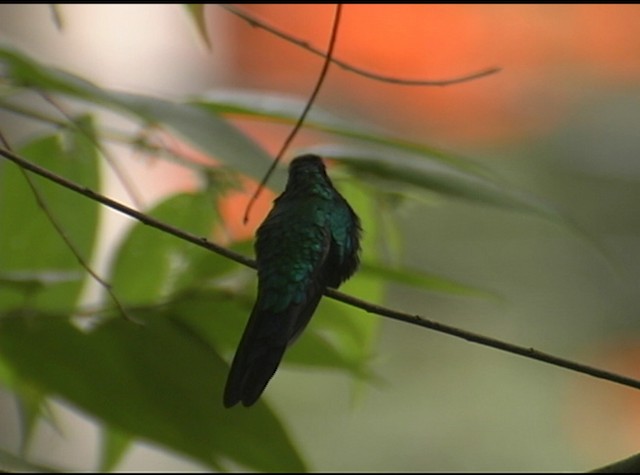 Swallow-tailed Hummingbird - ML488052