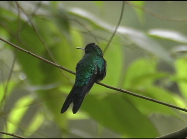 Swallow-tailed Hummingbird - ML488054