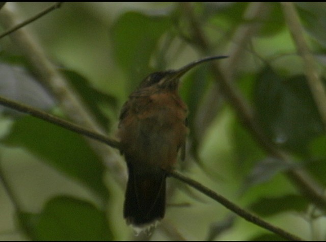 Rufous-breasted Hermit - ML488056