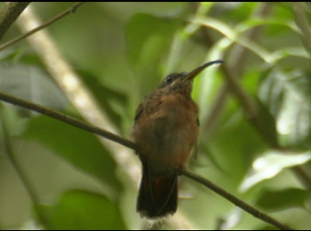 Rufous-breasted Hermit - ML488057
