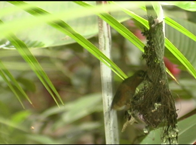 kolibřík ryšavoocasý - ML488059