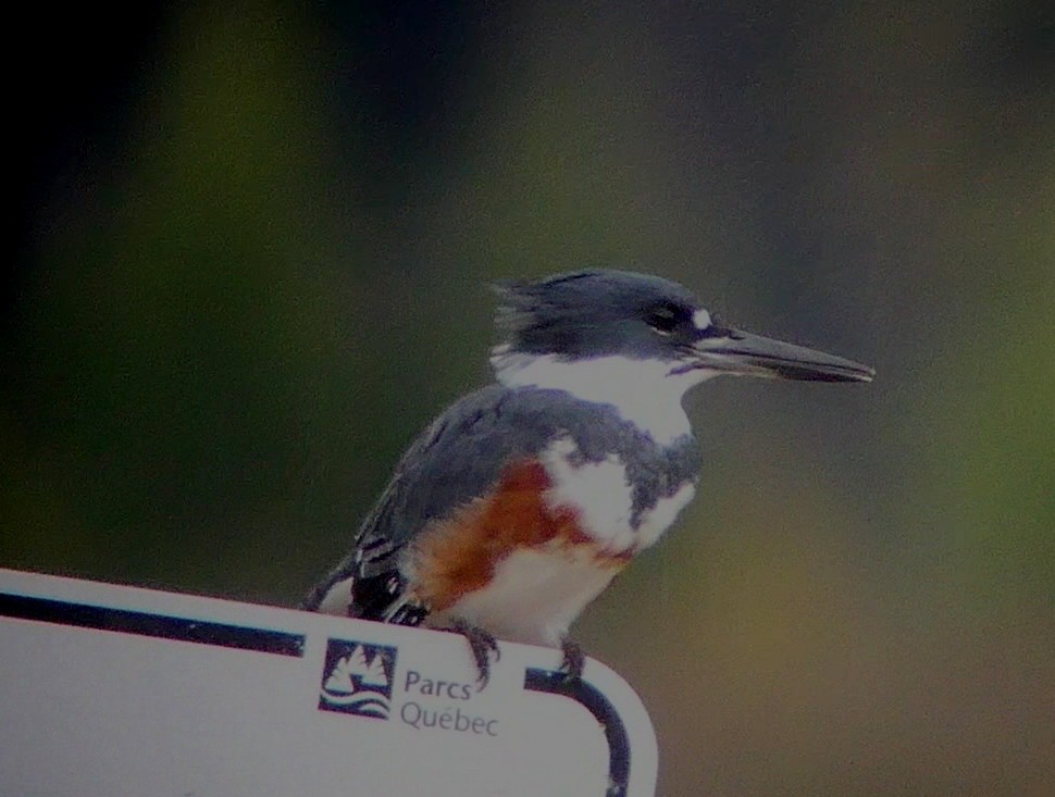 Belted Kingfisher - ML488072791