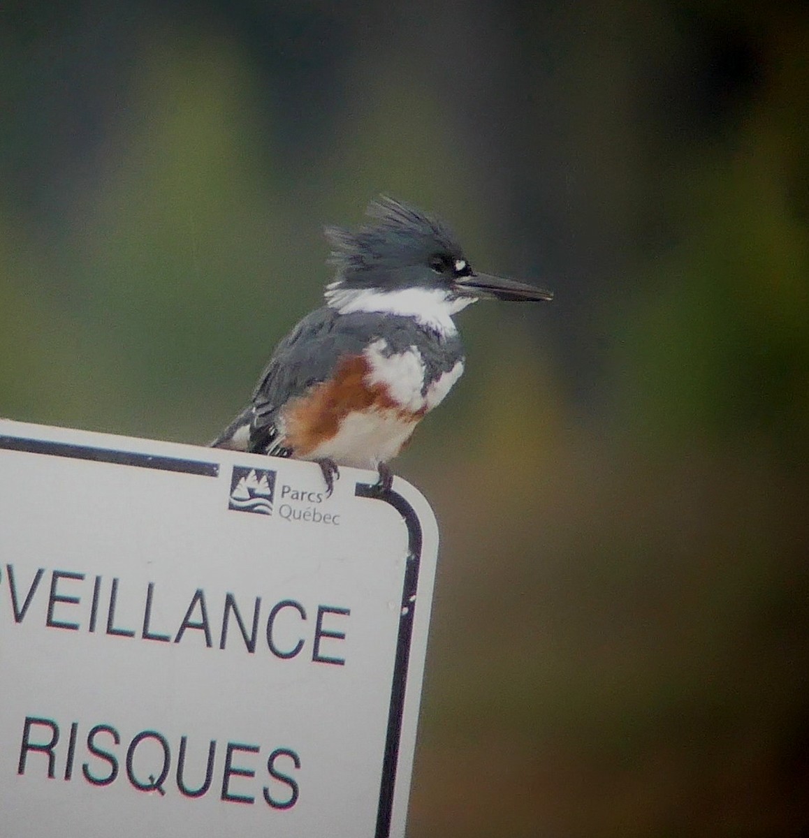 Belted Kingfisher - ML488072801