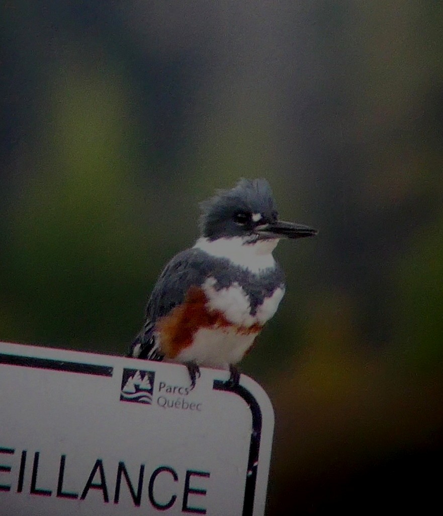 Belted Kingfisher - ML488072811