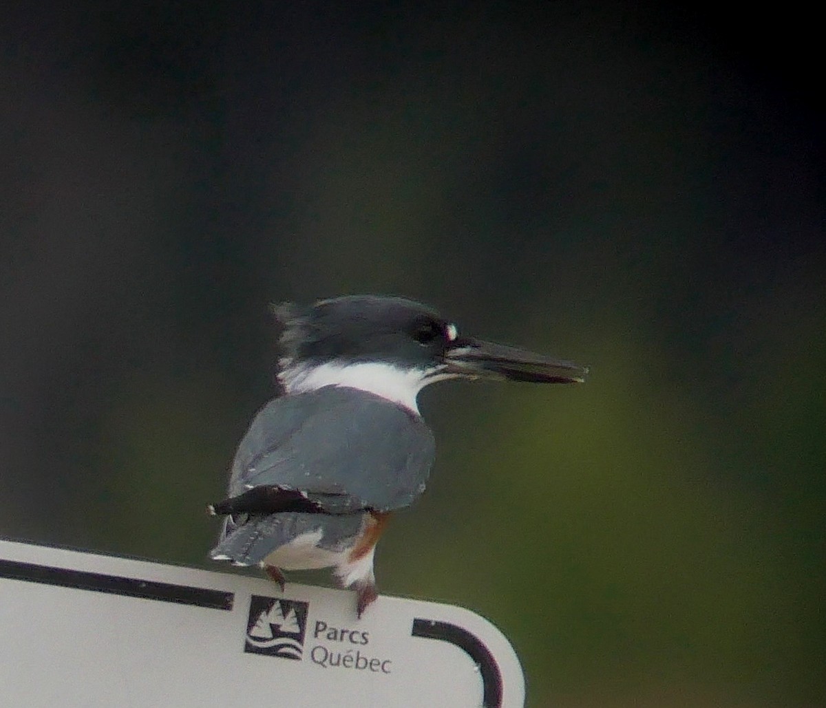 Belted Kingfisher - ML488072821