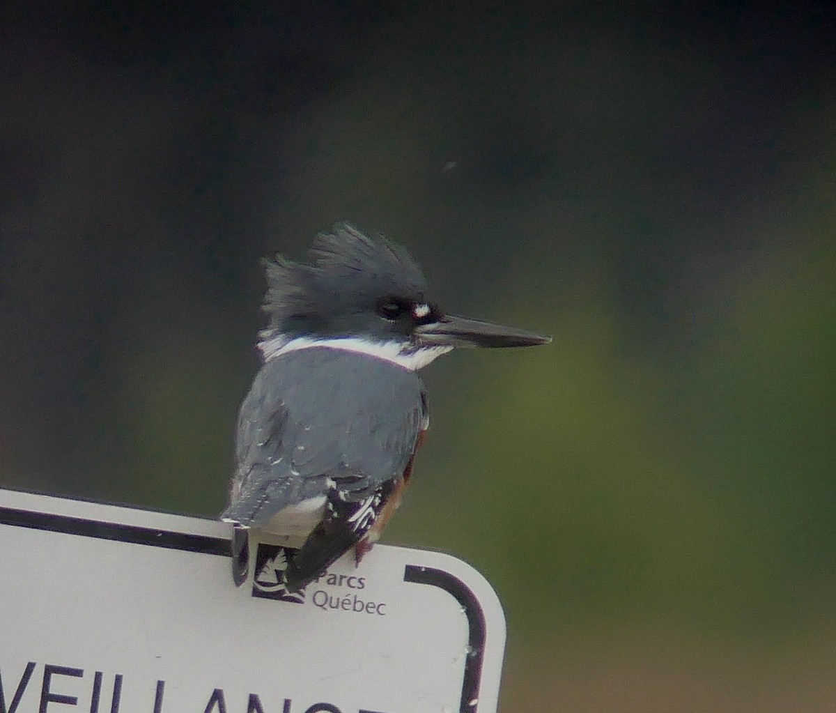Belted Kingfisher - ML488072851